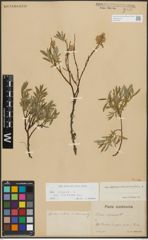 Foto von Salix repens subsp. incubacea (L.) A. Neumann